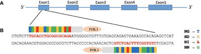 MAVS disruption impairs downstream signaling and results in higher virus replication levels of salmonid alphavirus subtype 3 but not infectious pancreatic necrosis virus in vitro